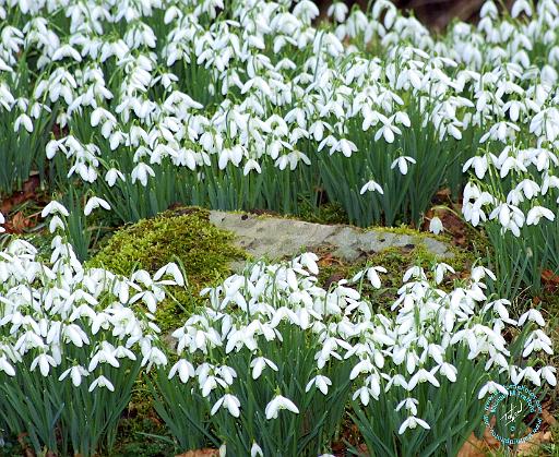 Snowdrops 8P33D-05.JPG